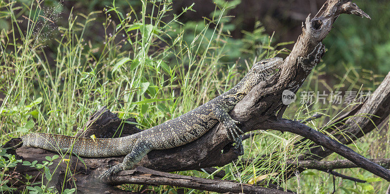 尼罗巨蜥，尼罗Varanus niloticus，伪装，懒洋洋地躺在死树上，Chobe_N.P。、博茨瓦纳